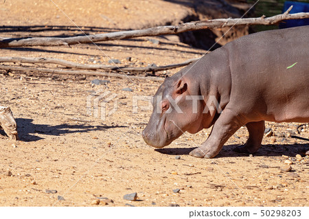 Close Up Of A Hippo Walking Close Up Of A Hippo Walking 50298203