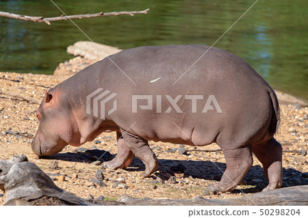 A Hippo Walking Near A Swamp 50298204