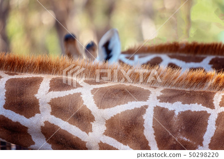 Close Up Of The Neck Of A Giraffe 50298220