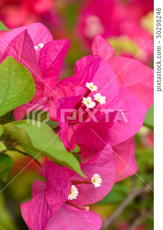 Bougainvillea Bougainvillea 50298246