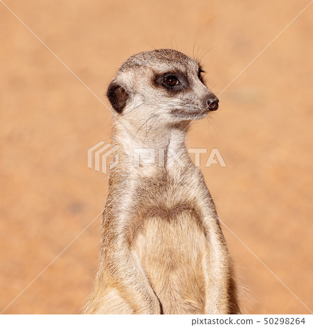 A Meerkat Having A Look Around 50298264