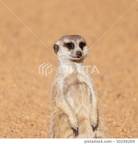 A Meekat Having A Look Around 50298269