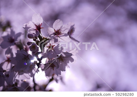 Sakura _ 6 Sakura _ 6 50298280