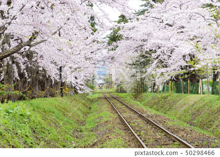津輕鐵路（青森縣五所川原市）穿過盛開的櫻花隧道 50298466