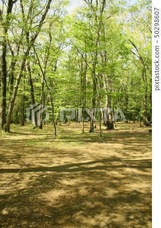 相模原市相模原中央綠地在相模原市西面神社，林原森林的自然公園 50298607