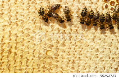 Honeycomb. Close up view of the working bees on Honeycomb. Close up view of the working bees on 50298783
