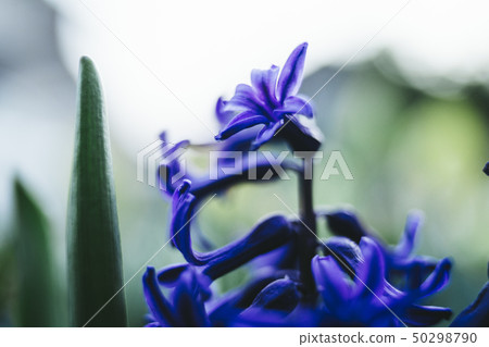 Purple flower 50298790