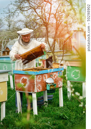 Beekeeper holding a honeycomb full of bees. 50298902