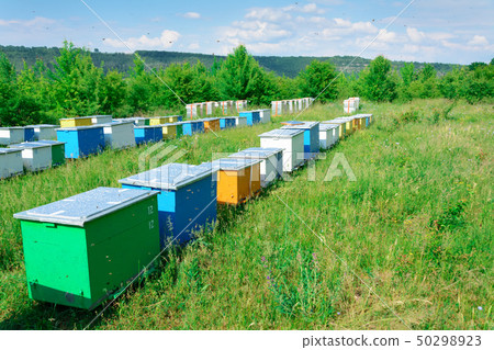 Bee hive boxes. The apiary is located on the edge 50298923