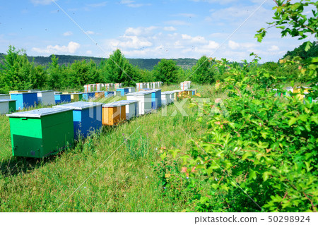Bee hive boxes. The apiary is located on the edge 50298924