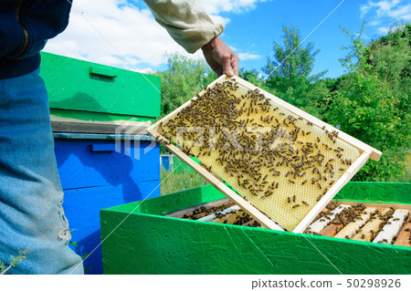 The beekeeper examines bees in honeycombs. In the 50298926