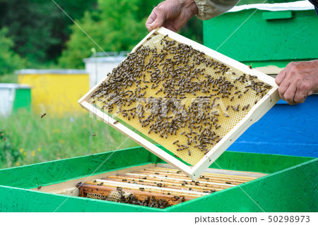 The beekeeper examines bees in honeycombs. In the 50298973