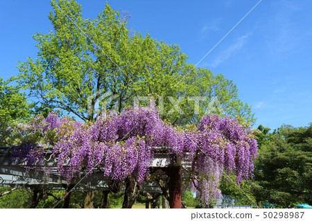 Fuji Flower Landscape Spring Fresh Green Sky Ibaraki 50298987