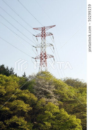 High-voltage transmission line tower built in the mountains of Ozushi, Yamanashi Prefecture, Yamanashi Prefecture with deep green and cherry blossoms 50299159