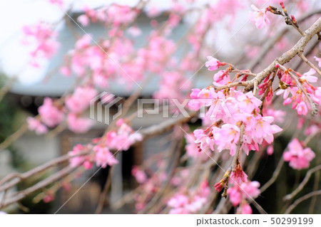 Hinosensen寺的櫻花 50299199