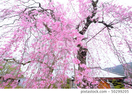 The cherry blossoms of Hinosensen Temple 50299205