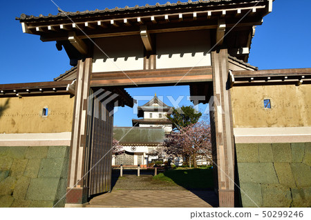 Photographing the morning scenery of cherry blossoms and castles in full bloom in Matsumae-cho, Matsumae Town, Hokkaido 50299246