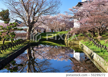 Photographing the morning scenery of cherry blossoms and castles in full bloom in Matsumae-cho, Matsumae Town, Hokkaido Photographing the morning scenery of cherry blossoms and castles in full bloom in Matsumae-cho, Matsumae Town, Hokkaido 50299272