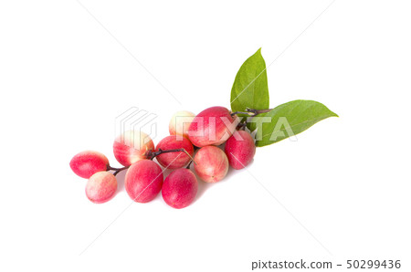 Carissa carandas Linn,Karanda, Carunda with leaves 50299436