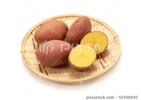 紅土豆 紅土豆 50300040