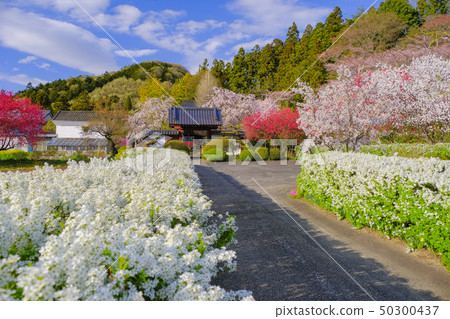 開花街道的祈禱 50300437