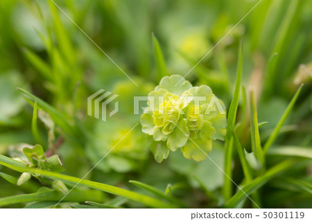 芨芨草 芨芨草 50301119