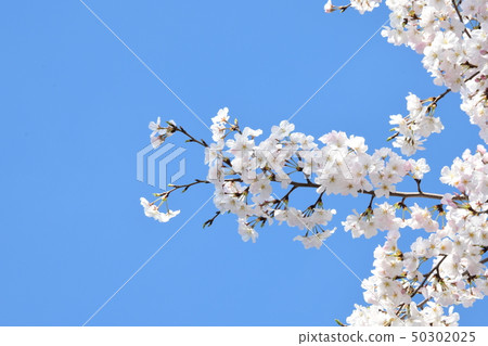 Japanese cherry tree Japanese cherry tree 50302025
