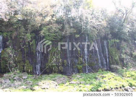 Spring in Shizuoka 50302605