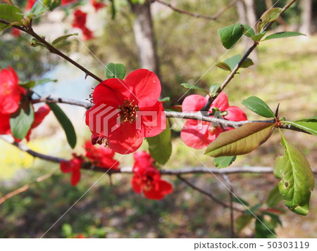 Kiso (blur) flower (original villa garden Tenjinsan / Kamikawa-cho, Saitama Prefecture Watase) 50303119