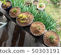 Flower pots 50303191