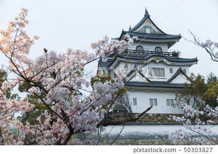 岸和田城春天櫻花 岸和田城春天櫻花 50303827