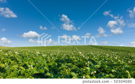 Beautiful potato field and blue sky. Green field of blooming potato at beautiful day. Beautiful potato field and blue sky. Green field of blooming potato at beautiful day. 50304080