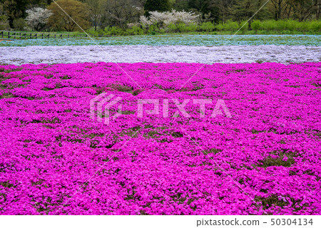 Tomita Satoniwa Farm 50304134