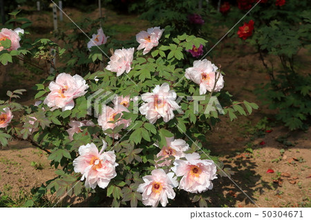 Miyama City Button Garden Miyama City Button Garden 50304671