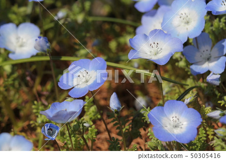 Nemophila insignis藍色 50305416