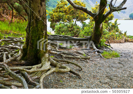 tree in the forest, Killarney National Park, tree in the forest, Killarney National Park, 50305927