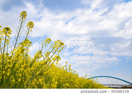 Ibaraki Prefecture Furukawa city Ibaraki Prefecture Furukawa city 50306159