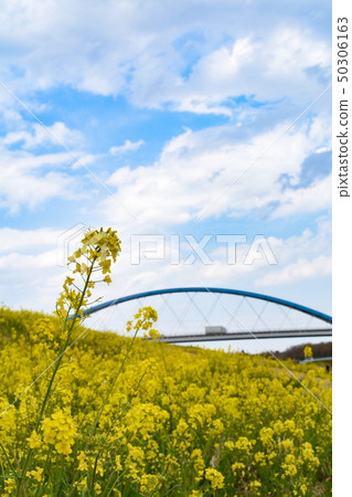 Ibaraki Prefecture Furukawa city Ibaraki Prefecture Furukawa city 50306163