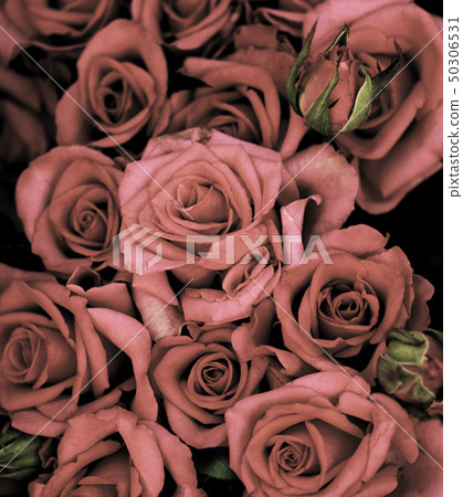 Pastel Grey Pink Roses Background 50306531