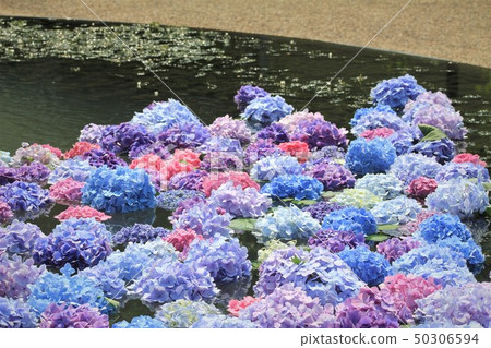 漂浮在池塘的八仙花屬 漂浮在池塘的八仙花屬 50306594