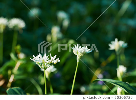 A close-up photo of a flower of wild garlic in a A close-up photo of a flower of wild garlic in a 50306723