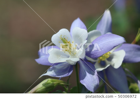 bloom, blossom, blossoms 50306972