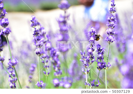 Hokkaido Furano lavender field Hokkaido Furano lavender field 50307129