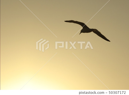 bird bird 50307172