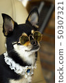 Chihuahua puppy with sunglasses and necklace 50307321