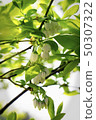Blueberry flowers 50307322