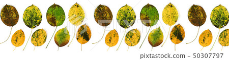 autumn leaves of a pear 50307797