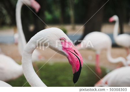 Flamingo bird head focus with deep green 50308303