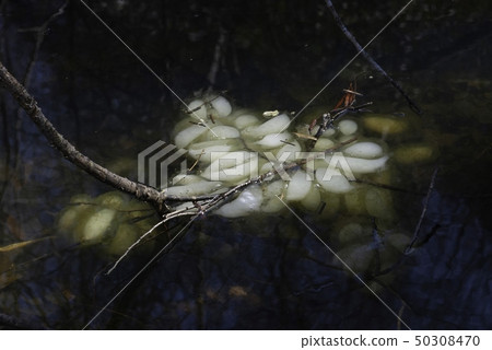 Black salamander egg sac 50308470
