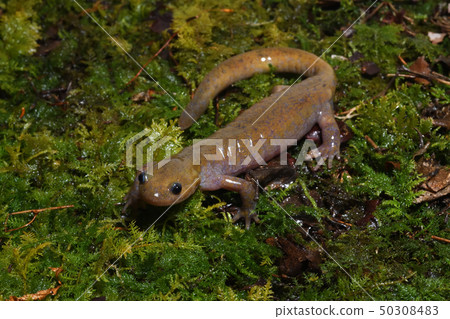 黑蠑螈男 黑蠑螈男 50308483